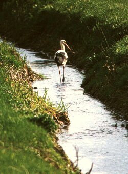 Storch in Bachlauf